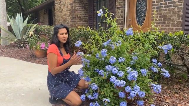Growing Plumbago In Clay Pot
