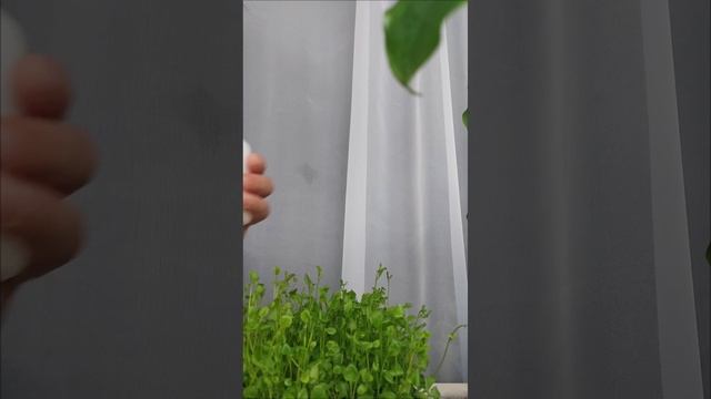Пришло время для стрижки лобелии