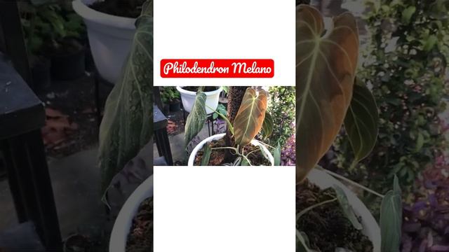 Philodendron Melano / Melanochrysum