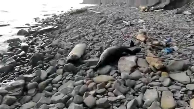 Мертвые дельфины в Мысхако смотреть онлайн