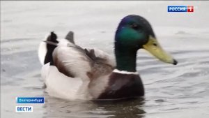 Россия 1 # Вести, Москва, 28 мая 2023
В России за сутки потушили семьдесят природных пожаров