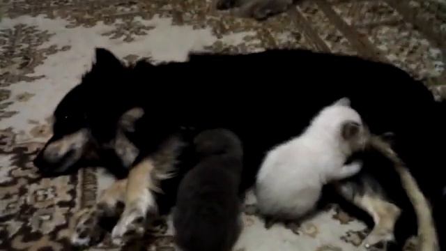 Моя собака-нянька для котят))