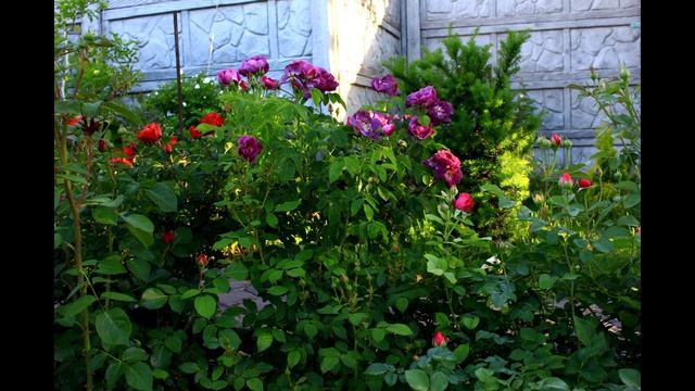 Розарий у меня на даче Розы Остина   лето 2018  4  часть смотреть онлайн