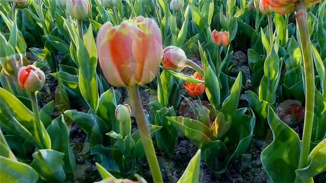 Красные Тюльпаны. Красивые Красные Тюльпаны. Красивые Цветы Тюльпаны Видео. Футажи для видеомонтажа смотреть онлайн