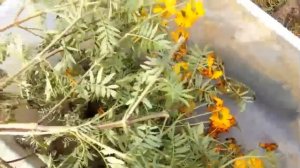 НЕ ВЫБРАСЫВАЙТЕ БАРХАТЦЫ. ОНИ НУЖНЫ КЛУБНИКЕ