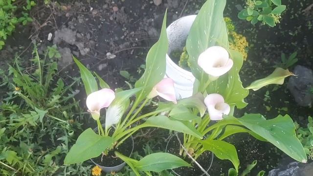 ОБЗОР МОИХ ЦВЕТОВ И РАСТЕНИЙ 16 МАЯ ??? смотреть онлайн