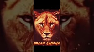 Песня дикая львица