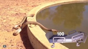 Это Самое Опасное Животное в Австралии