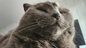 Котик по имени "Плюша", хотя ему больше подходит "Ацкий Сотона".