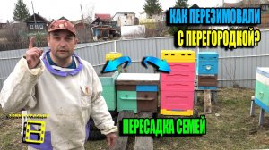 ПЕРЕСАДКА СЕМЕЙ. КАК ПЕРЕЗИМОВАЛИ СЕМЬИ В ОДНОМ УЛЬЕ С ПЕРЕГОРОДКОЙ? ДЛЯ НАЧИНАЮЩИХ ПЧЕЛОВОДОВ 24-13