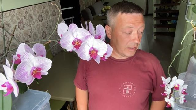 ОРХИДЕЯ без ХИМИИ цветоносы орхидей цветут дольше 7 месяцев
