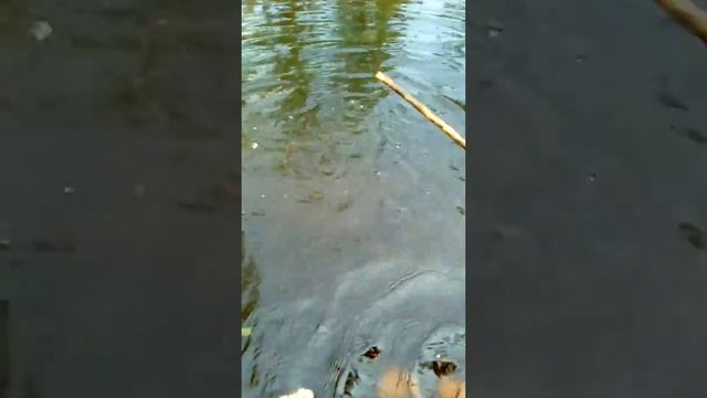 лето.дача.пруд с ужами! смотреть онлайн