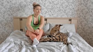 ГДЕ КУПИТЬ и СКОЛЬКО СТОИТ ХИЩНАЯ кошка/Недовольный СЕРВАЛ /Ожидание-Реальность