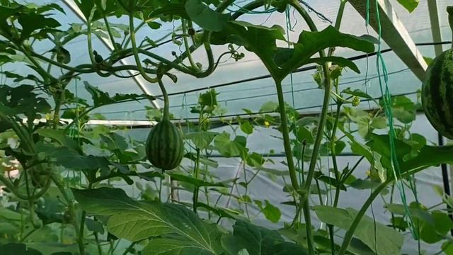 ЧЕМ ПОДКОРМИТЬ ОГУРЦЫ В НАЧАЛЕ ПЛОДОНОШЕНИЯ! смотреть онлайн