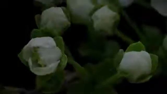 Молитва Моисея, книга Чисел 6 гл.