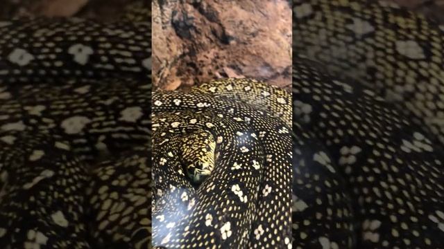 Diamond Pythons - Wild Life Zoo