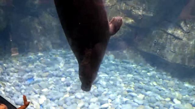 тюлень наблюдает за мальчиком смотреть онлайн