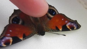 Павлиний Глаз Дневной Бабочка Aglais io Peacock Butterfly