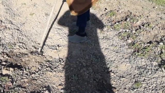 Рыхление клубники ручным культиватором