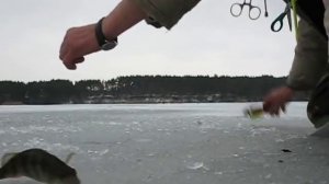 Ловля на муравья.avi