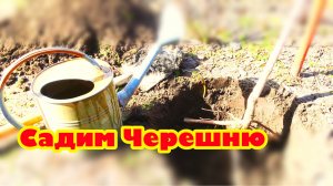 КАК ПОСАДИТЬ ЧЕРЕШНЮ | САДИМ молодую ЧЕРЕШНЮ | САЖЕНЦЫ ЧЕРЕШНИ | КАК правильно ПОСАДИТЬ ЧЕРЕШНЮ.