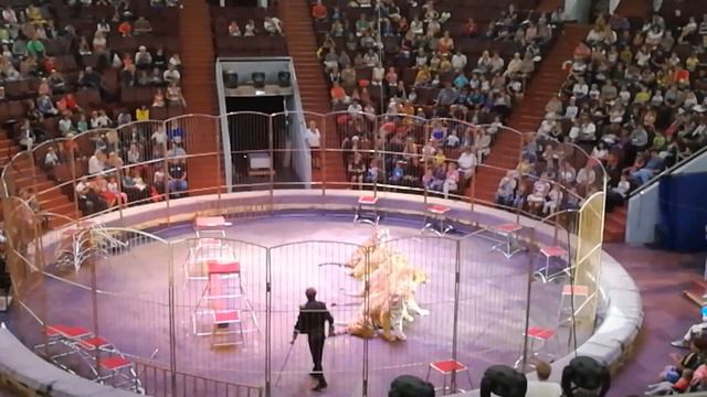 Цирк "Империя львиц" Кемерово 29.07.2017 смотреть онлайн