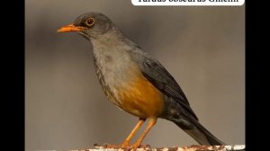 Эмиль Горовец - Дрозды