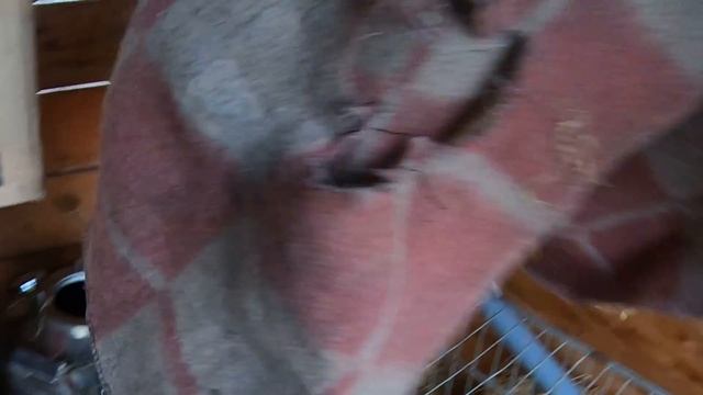 Каши еноту лайкам и щенку смотреть онлайн