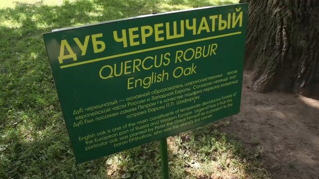 Дуб черешчатый смотреть онлайн