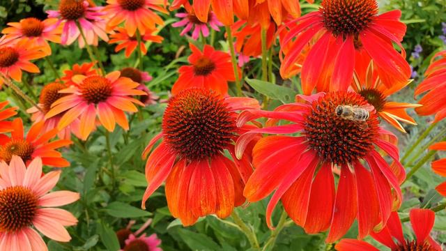 Футаж - красивые цветы и две пчелы. 4К видео без звука. смотреть онлайн