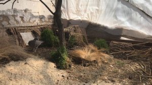 Дикий перепел в вольере и вяхирь