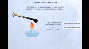 Лабораторный опыт № 14 «Определение кальция в составе костей» 9 класс