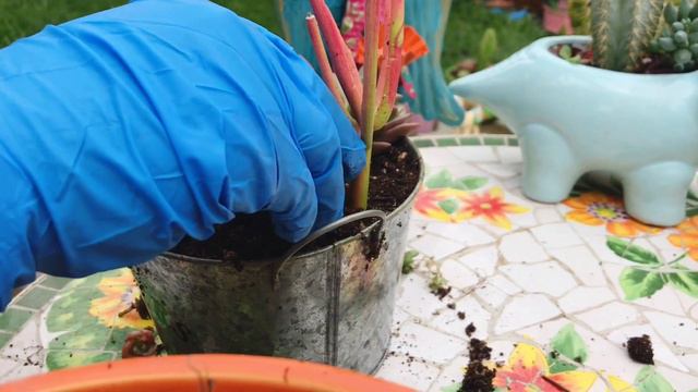 Plantando Suculentas Arreglo de Dollar Tree - Planten Conmigo смотреть онлайн