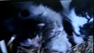 Где гнездо вьет синица или кошкин дом.