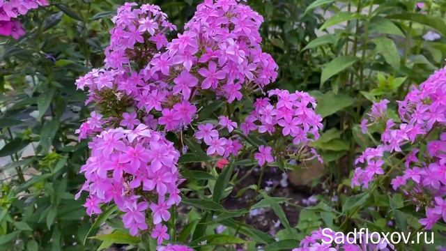 Мелкоцветковый флокс Легкая Насмешка моей селекции