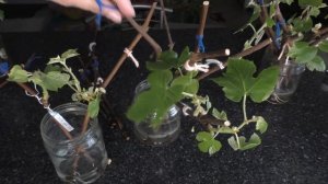 Сколько вымачивать черенки винограда. Эксперимент