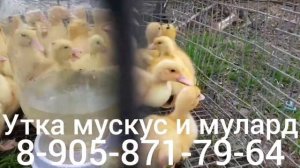 УТКА МУСКУС И МУЛАРД ФРАНЦИЯ