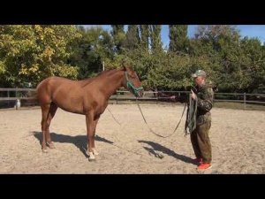 Воспитание жеребенка.Работа на свободе.Raising a foal.