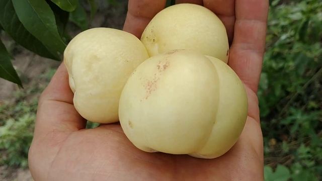 Білий нектарин "Ок Луччак". Неймовірна солодка смакота!!!