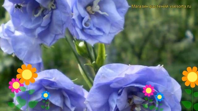 Колокольчик персиколистный Ля Белле Блю. Краткий обзор campanula persicifolia La Belle Blue смотреть онлайн
