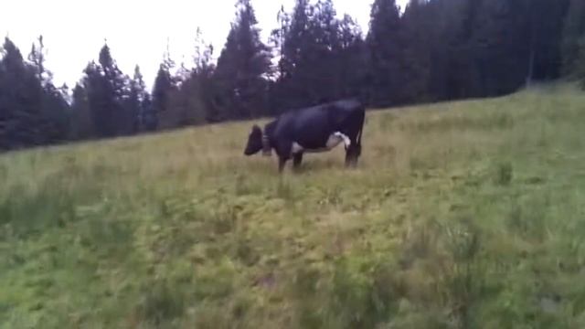 Коровки3 смотреть онлайн