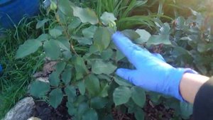 ОБЗОР УЧАСТКА. ПРОГУЛКА ПО МОЕМУ САДУ . 21 ИЮНЯ 2020 .ПЛЕТИСТЫЕ РОЗЫ . ПИОНЫ. ХОСТЫ .