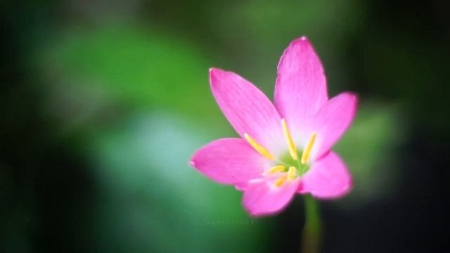 Sony A5000 Fujian Lens 50mm F1.4 Video Test