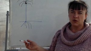 Что такое "штамб" и где искать "корневую шейку"?