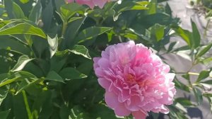 І знову Півонії: Morald та інші)