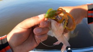 Narval river dance🔥Язь,судак🦈что делать когда не клюет?