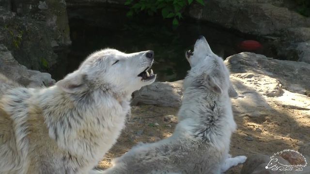 Набожные волки смотреть онлайн