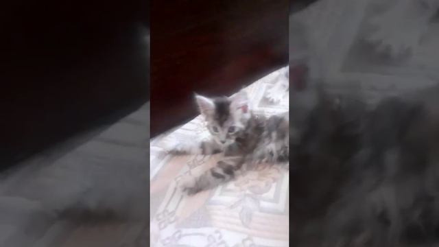 Смешные котята Мейн - Кун.