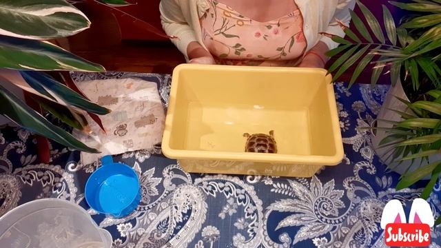 Как купать сухопутных черепах. смотреть онлайн