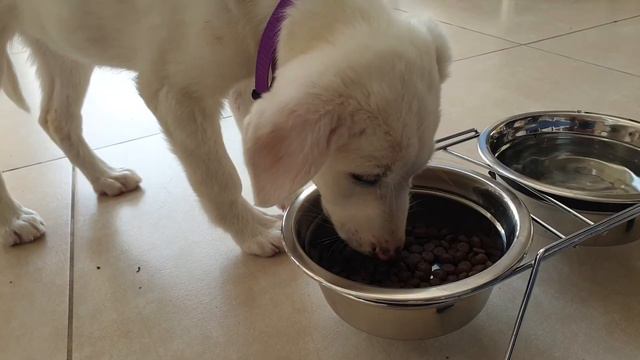 Впервые кушаем дома смотреть онлайн